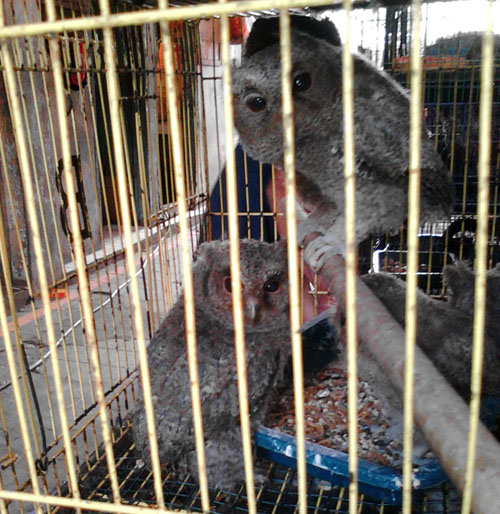 Illegal Wildlife in Pramuka Market  (Jakarta) Reported Again by Scorpion Foundation to BKSDA Jakarta (April 26, 2016)